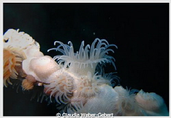 white anemone by Claudia Weber-Gebert 